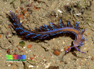 Illustration for article titled Striking Photographs Of Sea Slugs Expose The Alien World Under the Sea